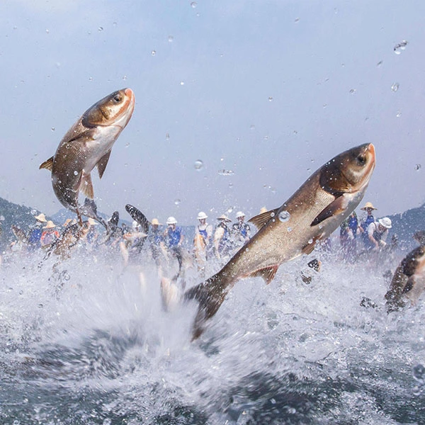 Ikan yang ditangkap liar Ikan yang ditangkap liar
