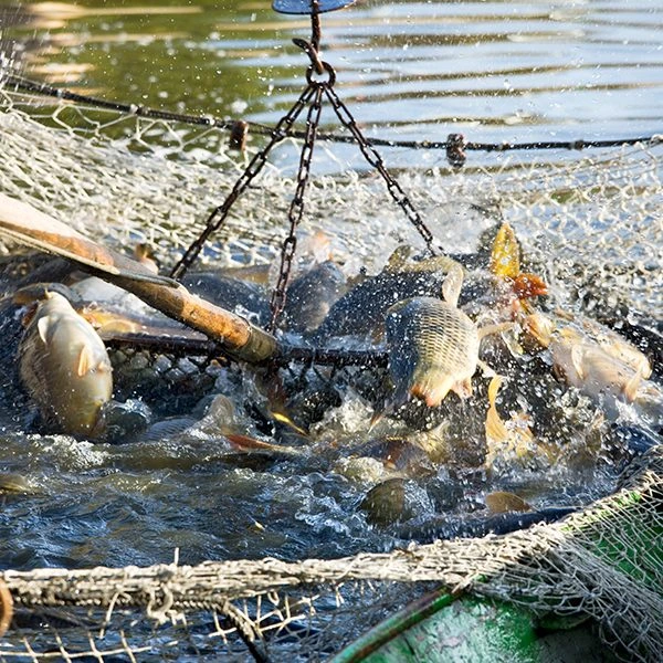 Ikan Terternak Ikan Terternak