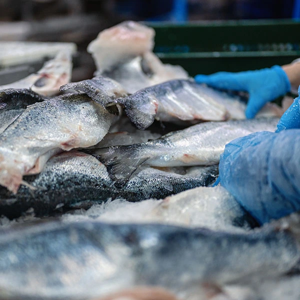 Makanan laut yang diproses Makanan laut yang diproses