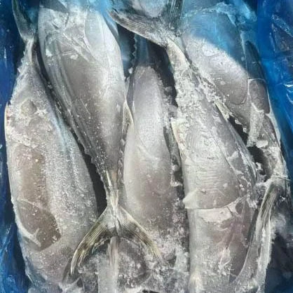 Apakah yang Menjadikan Sarda Tuna Pilihan Berharga untuk Pembeli Makanan Laut?