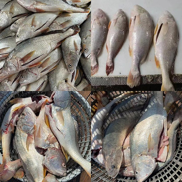 Croaker Putih Beku Segar Habis