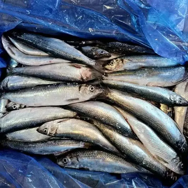 Pusingan Seluruh Herring Beku