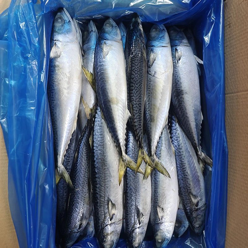 Kandungan Lemak Tinggi Pacific Mackerel Whole Round