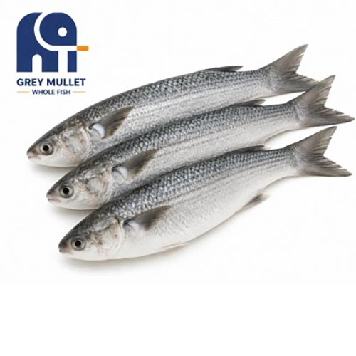 Ikan Keseluruhan Mullet Grey Beku Berkualiti Tinggi