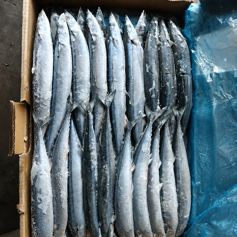 Saury Pasifik Beku Laut Berkualiti Tinggi