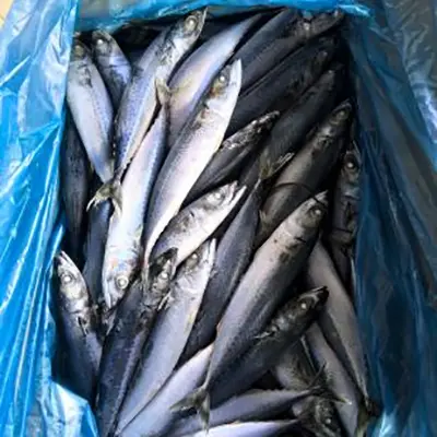 Pacific Mackerel