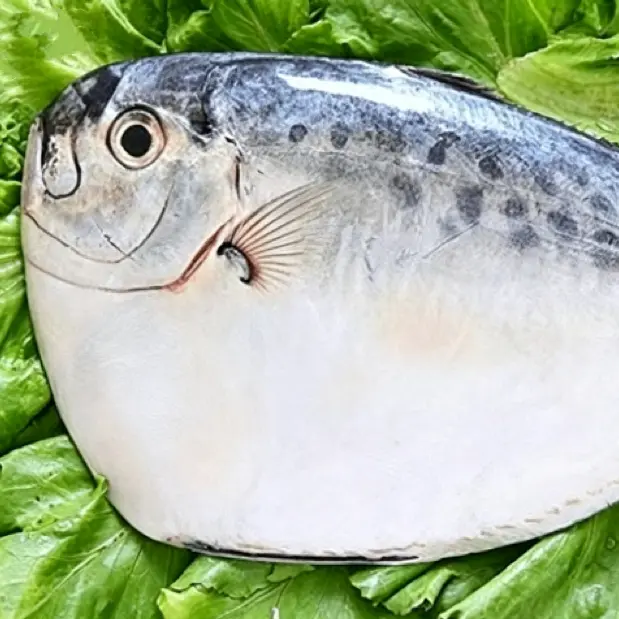 Ikan Bulan Beku IQF Bulat Seluruh