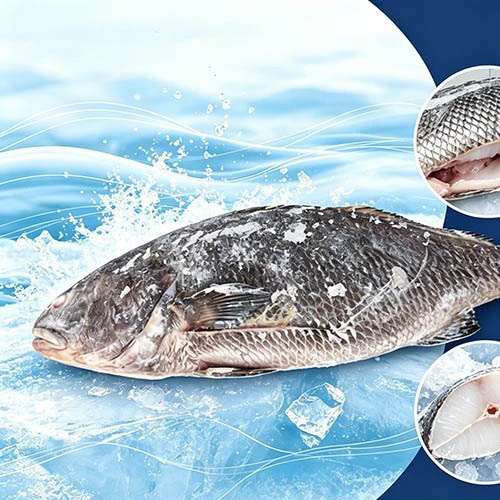 Croaker Coklat Beku Berkhasiat Habis