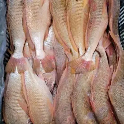 Bulat Penuh Croaker Kuning Beku Premium