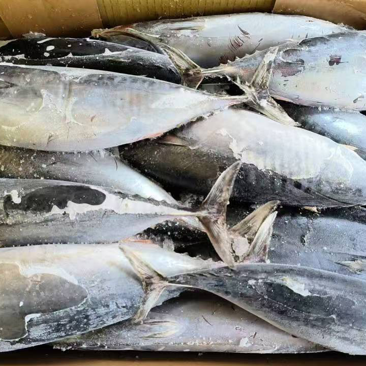 Sea Frozen Bonito Tuna Bulat Seluruh